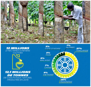 Michelin sécurise son approvisionnement en latex africain